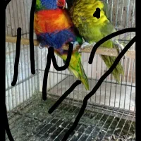 خرید وفروش پرنده