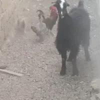 دو چپش نر و ماده. چاق قصابی