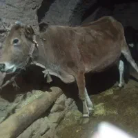 گاو 6ماه آبستن خانگی|حیوانات مزرعه|اردل, |دیوار