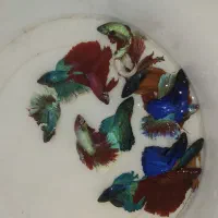 ماهی فایتر|ماهی|کرمان, |دیوار