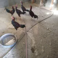 سلام چشمگیرباشه|حیوانات مزرعه|میناب, |دیوار