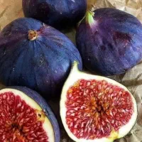 فروش نهال انجیر استهبان