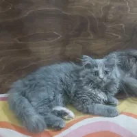 گربه پرشین ماده ۳ماه