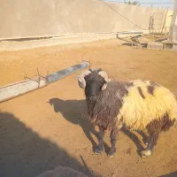 گوشت قوچ یا بره نر بزرگ فقط