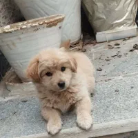 سگ پاکوتاه ناز