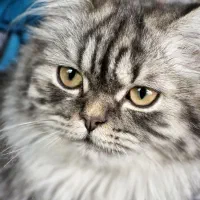 بریتیش ماده