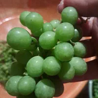 آبغوره ترش تازه و بهداشتی