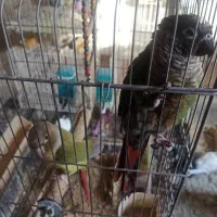 تعدادی پرنده با قیمت مناسب به فروش میرسد|پرنده|مشهد, جاهد شهر|دیوار