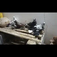 کبوتر رنگی|پرنده|بناب, |دیوار