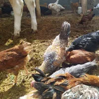 تعدادی نیمچه خروس و جوجه|حیوانات مزرعه|قیدار, |دیوار