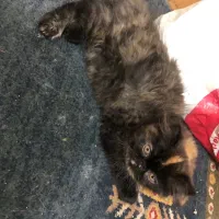 توله گربه ماده