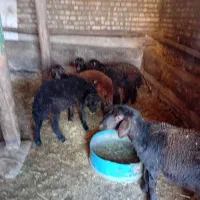 ۰۰۰|حیوانات مزرعه|بران, |دیوار