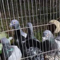 سه عدد نرسبز دوخط ویک ماده مگس|پرنده|زابل, |دیوار