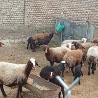 چند عدد گوسفند جوان با بره و بدون بره بفروش میرسد
