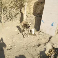 سگ عالی|سگ|چناران, |دیوار