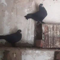 کفتر|پرنده|زرند, |دیوار