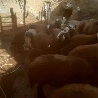 شیشک ومیش ابستن وزاییده|حیوانات مزرعه|ملایر, |دیوار