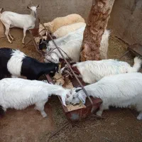 کهره،بره                              شهرک توحید