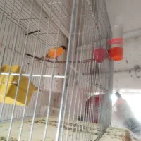 قناری کبوتر بدون ایراد