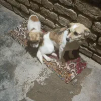 سگ پاکوتاه|سگ|کرمانشاه, |دیوار