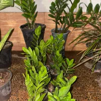 خانه گل و گیاه آنلاین زرند|گل و گیاه طبیعی|زرند, |دیوار