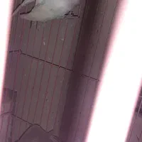 طوطی  برزیلی کتوله مولد|پرنده|فولادشهر, مسکن مهر فولادشهر|دیوار