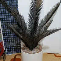 پادری