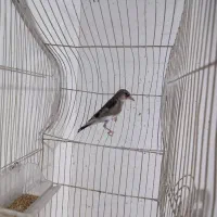 سهره ماده