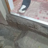 شهر جایزان|پرنده|بهبهان, |دیوار