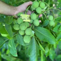 نهال گردو مقاوم به سرما