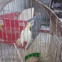 چند  عروس|پرنده|کاشان, دروازه فین|دیوار