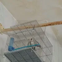 سهرههای اتیقه|پرنده|سنندج, |دیوار