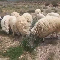 ۶عدد میش بره دار و۱ عدد شیشک قوچ