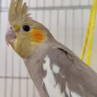 جوجه عروس دوست داشتنی