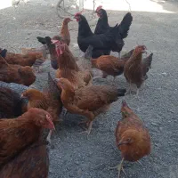 فروش 70عددخروس گلپایگان جلگه رخ