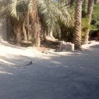 یک اطاق بزرگ در علی اباد سازمان برای کرایه 40متری|اجارهٔ خانه و ویلا|عنبرآباد, |دیوار