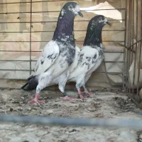 کبوتر تیدی