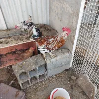 مرغ و خروس گلین