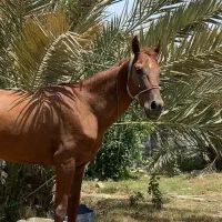اسب عرب ایران هفت ساله