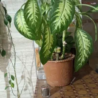 حراج همه گل ها به فروش میرسد
