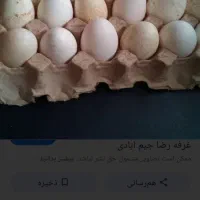تخم بقلمون نتفه دار