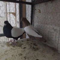 سینه سیاه سینه زرد هردوتانر