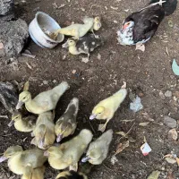 جوجه اردک موسکوی طوسی