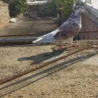 سه عدد کبوتر|پرنده|گنبد کاووس, |دیوار