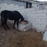 کره اسب نر یک سال ونیم