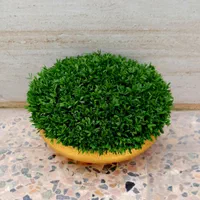 سبزه آماده تحویل