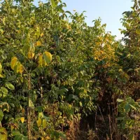 نهال پر کیفیت اصلاح شده|خدمات باغبانی و درختکاری|دره شهر, |دیوار