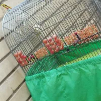 قفس سهره بزرگ