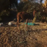 بچه شتر (نر)|حیوانات مزرعه|دلگان, |دیوار