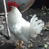 خروس سفید زیبا